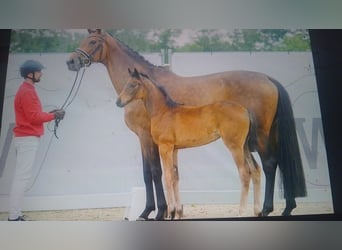 Westfale, Stute, 12 Jahre, 171 cm, Brauner