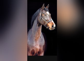 Westfale, Stute, 12 Jahre, 171 cm, Dunkelbrauner