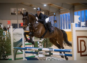 Westfale, Stute, 12 Jahre, 172 cm, Brauner