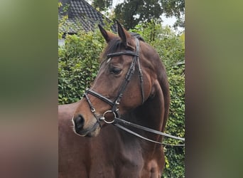 Westfale, Stute, 12 Jahre, 172 cm, Dunkelbrauner