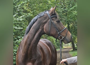 Westfale, Stute, 12 Jahre, 172 cm, Dunkelbrauner
