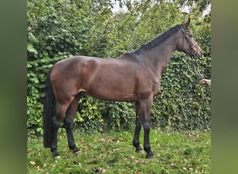 Westfale, Stute, 12 Jahre, 172 cm, Dunkelbrauner
