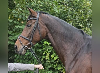 Westfale, Stute, 12 Jahre, 172 cm, Dunkelbrauner