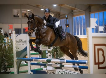 Westfale, Stute, 12 Jahre, 172 cm, Dunkelbrauner