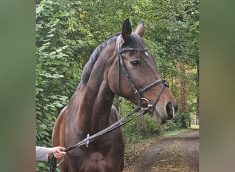 Westfale, Stute, 12 Jahre, 172 cm, Dunkelbrauner