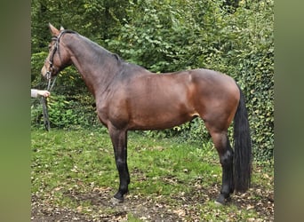 Westfale, Stute, 12 Jahre, 172 cm, Dunkelbrauner