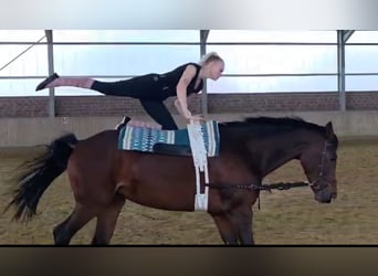 Westfale, Stute, 12 Jahre, 172 cm, Dunkelbrauner