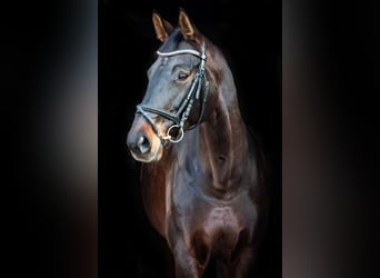 Westfale, Stute, 12 Jahre, 172 cm, Dunkelbrauner