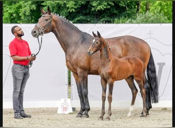 Westfale, Stute, 12 Jahre, 172 cm, Dunkelbrauner