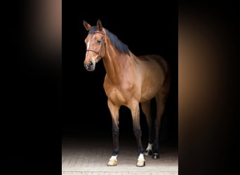 Westfale, Stute, 12 Jahre, 173 cm, Rotbrauner