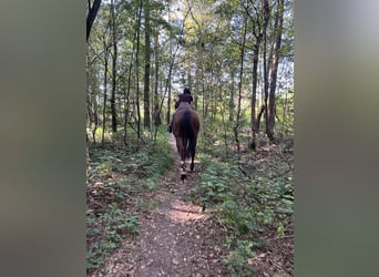 Westfale Mix, Stute, 12 Jahre, 174 cm, Dunkelfuchs