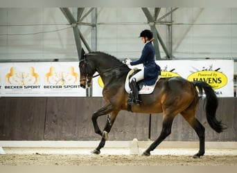 Westfale, Stute, 12 Jahre, 175 cm, Rotbrauner