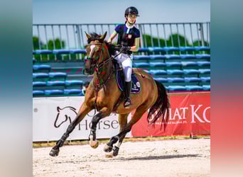 Westfale, Stute, 12 Jahre, 175 cm, Rotbrauner