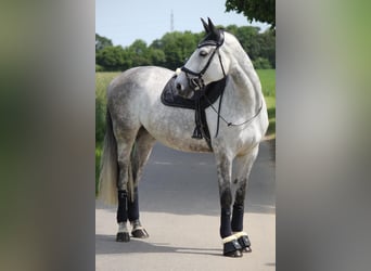 Westfale, Stute, 12 Jahre, 175 cm, Schimmel