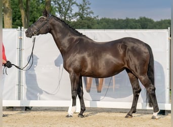 Westfale, Stute, 12 Jahre, 176 cm, Rappe