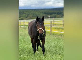 Westfale, Stute, 12 Jahre, 177 cm, Dunkelbrauner