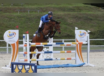 Westfale, Stute, 13 Jahre, 161 cm, Brauner