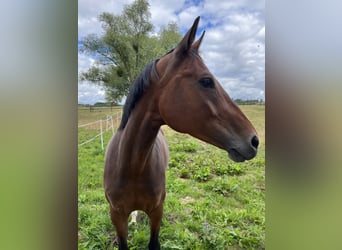 Westfale, Stute, 13 Jahre, 163 cm, Brauner