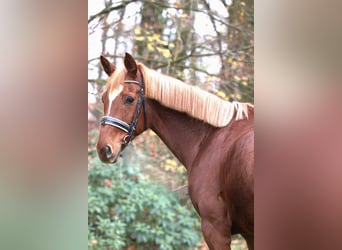 Westfale, Stute, 13 Jahre, 163 cm, Fuchs