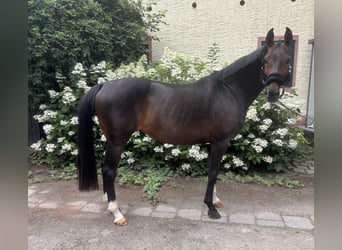 Westfale, Stute, 13 Jahre, 164 cm, Brauner
