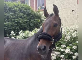 Westfale, Stute, 13 Jahre, 164 cm, Brauner