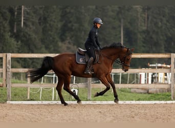 Westfale, Stute, 13 Jahre, 165 cm