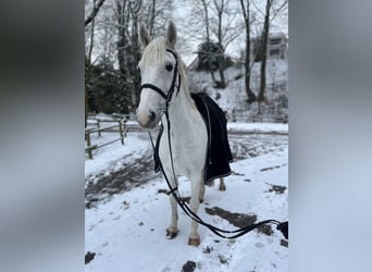 Westfale, Stute, 13 Jahre, 165 cm, Schimmel