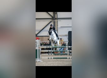 Westfale, Stute, 13 Jahre, 165 cm, Schimmel