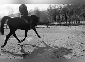 Westfale, Stute, 13 Jahre, 165 cm, Schwarzbrauner