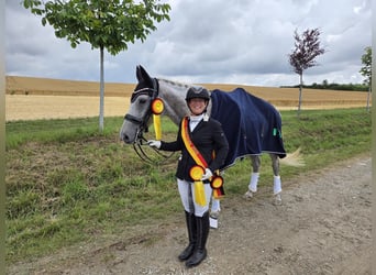 Westfale, Stute, 13 Jahre, 166 cm, Apfelschimmel
