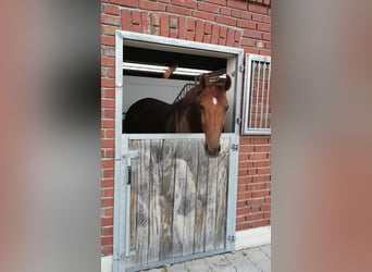 Westfale, Stute, 13 Jahre, 166 cm, Fuchs