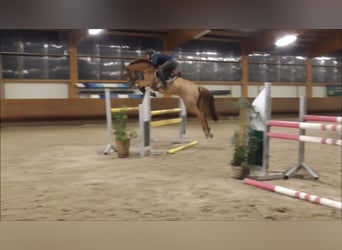 Westfale, Stute, 13 Jahre, 166 cm, Fuchs