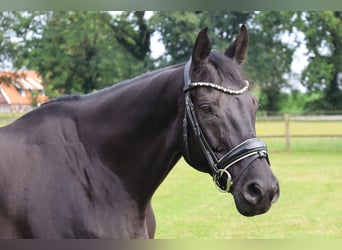 Westfale, Stute, 13 Jahre, 166 cm, Rappe