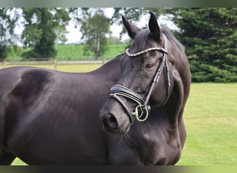Westfale, Stute, 13 Jahre, 166 cm, Rappe