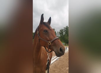 Westfale, Stute, 13 Jahre, 167 cm, Brauner