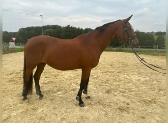 Westfale, Stute, 13 Jahre, 167 cm, Brauner