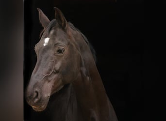 Westfale, Stute, 13 Jahre, 167 cm, Rappe