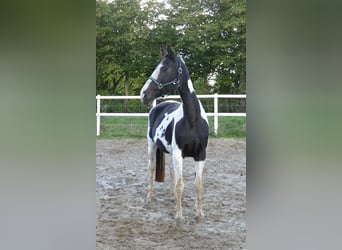 Westfale, Stute, 13 Jahre, 167 cm, Schecke