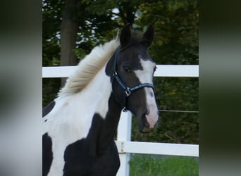 Westfale, Stute, 13 Jahre, 167 cm, Schecke