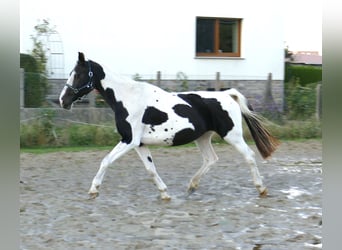 Westfale, Stute, 13 Jahre, 167 cm, Schecke