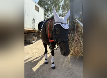 Westfale, Stute, 13 Jahre, 168 cm, Dunkelbrauner