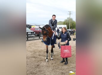 Westfale, Stute, 13 Jahre, 168 cm, Rotbrauner