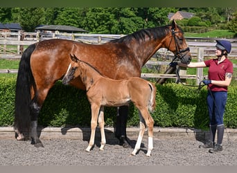 Westfale, Stute, 13 Jahre, 169 cm, Rotbrauner