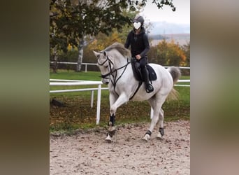 Westfale, Stute, 13 Jahre, 169 cm, Schimmel
