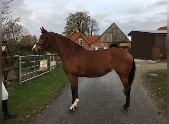 Westfale, Stute, 13 Jahre, 170 cm, Brauner