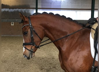 Westfale, Stute, 13 Jahre, 170 cm, Brauner