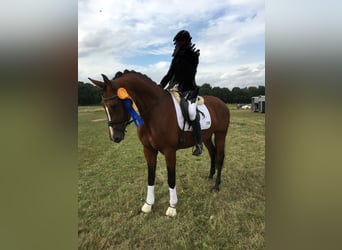Westfale, Stute, 13 Jahre, 170 cm, Brauner