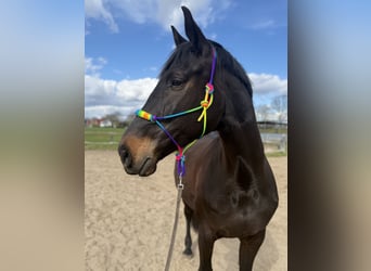 Westfale, Stute, 13 Jahre, 170 cm, Dunkelbrauner