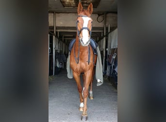 Westfale, Stute, 13 Jahre, 170 cm, Fuchs