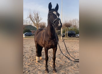 Westfale, Stute, 13 Jahre, 170 cm, Rappe